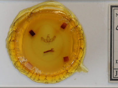 slide view of adult Sympistis augustus