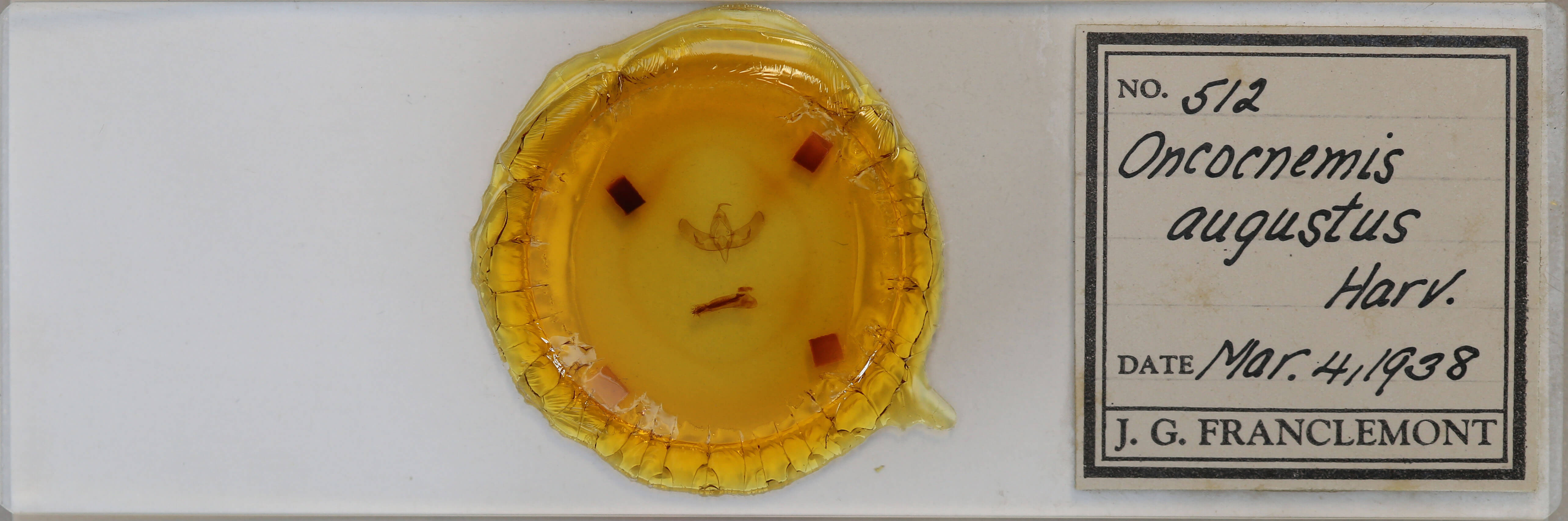 slide view of adult Sympistis augustus