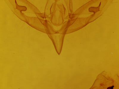 genitalia view of adult Sympistis benjamini