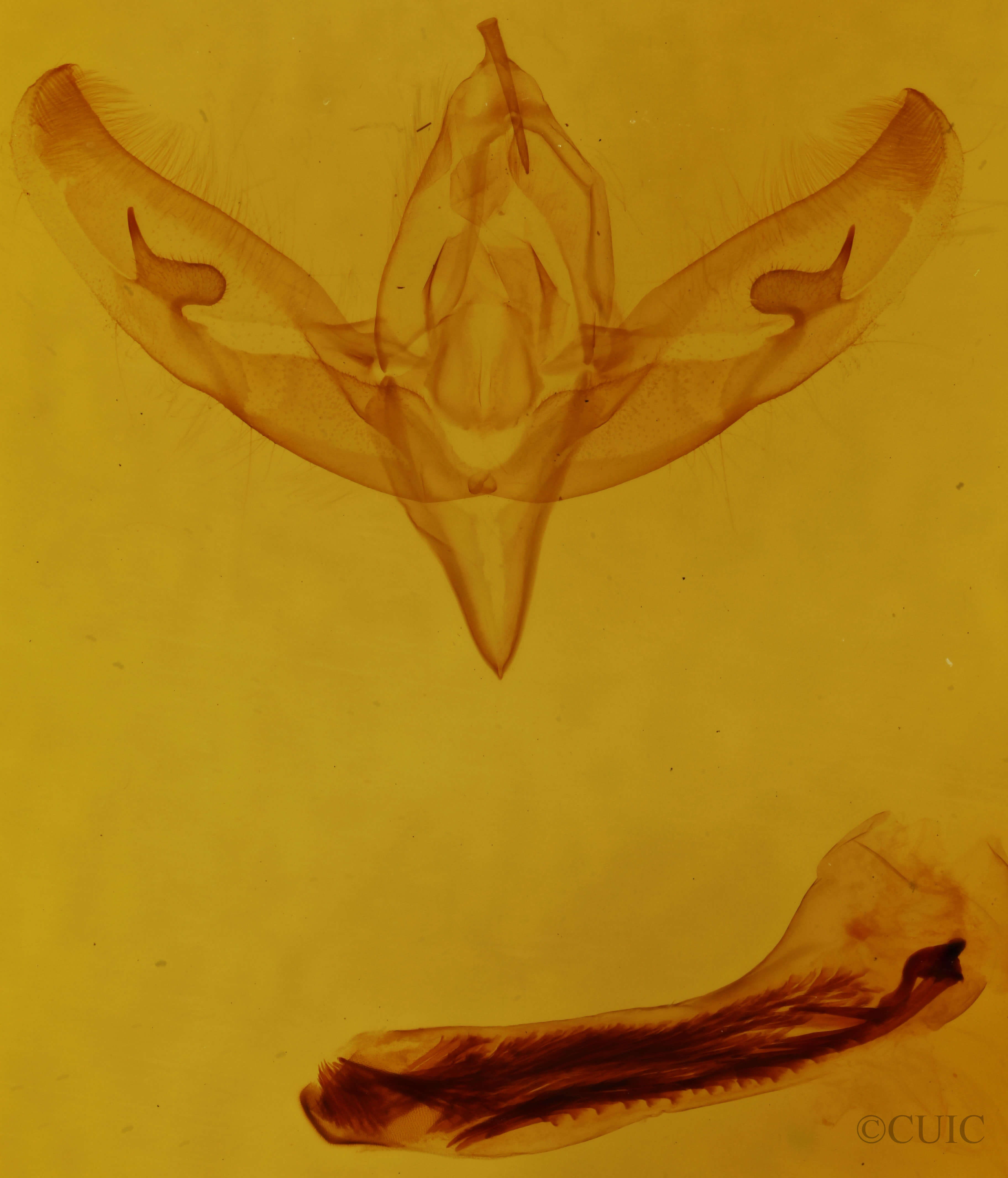 genitalia view of adult Sympistis benjamini