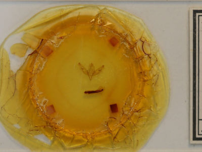 slide view of adult Sympistis benjamini