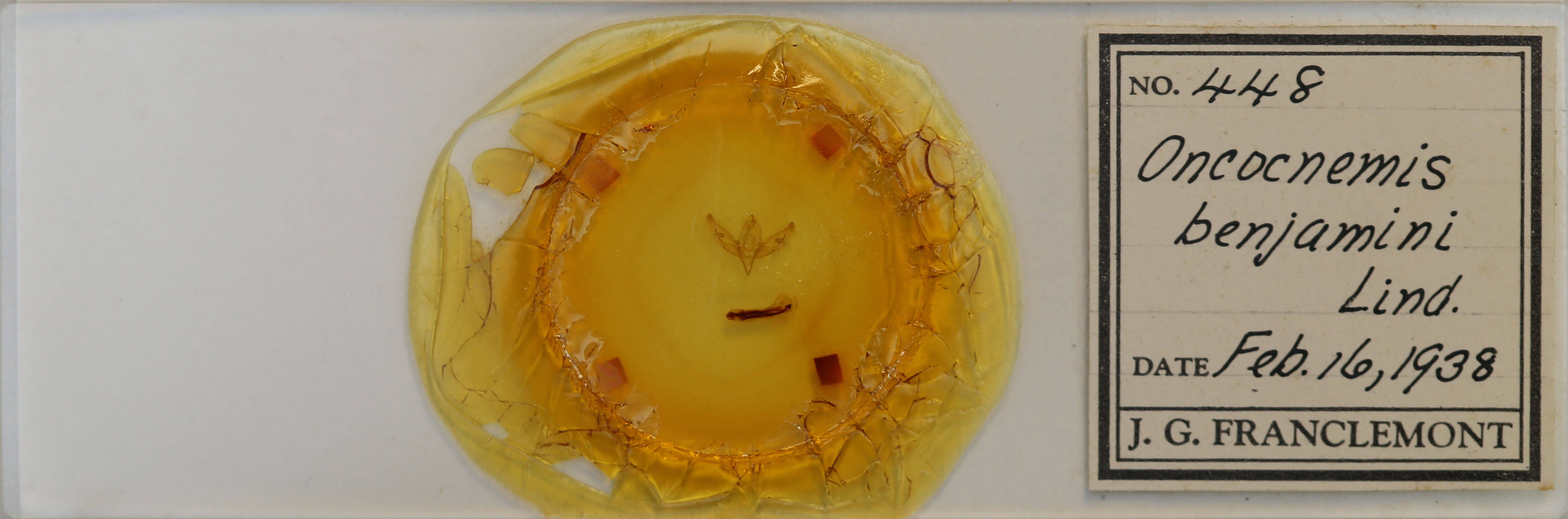 slide view of adult Sympistis benjamini