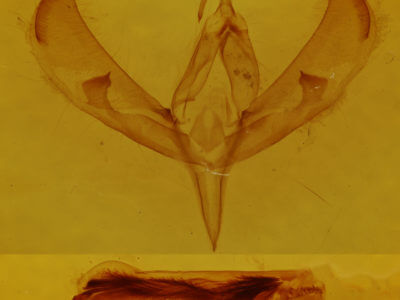 genitalia view of adult Sympistis poliochroa