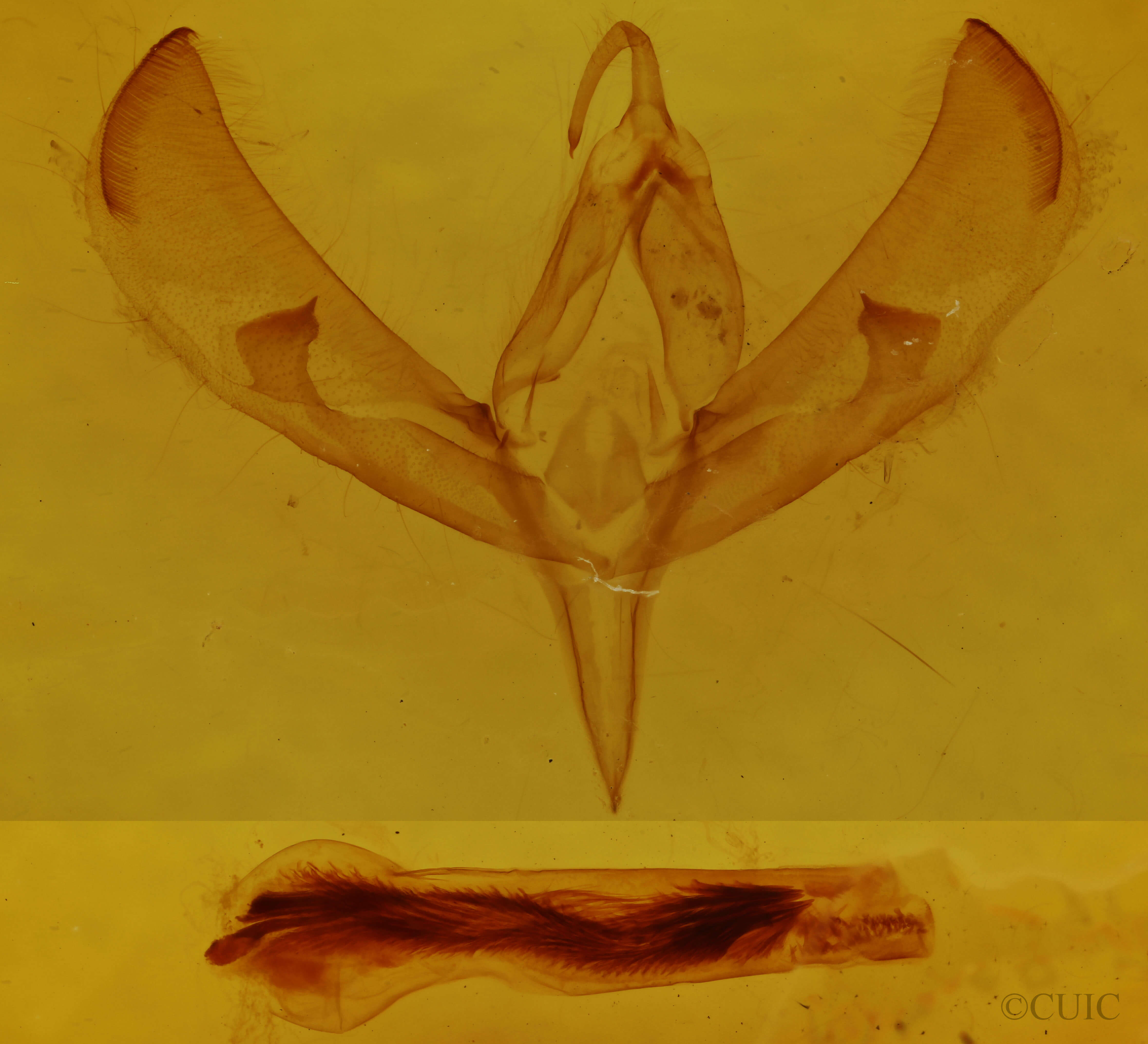genitalia view of adult Sympistis poliochroa