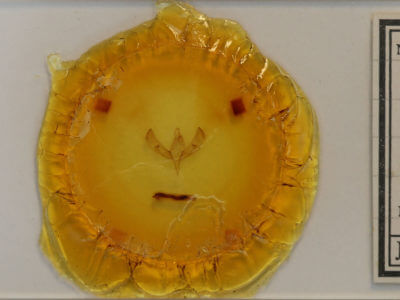 slide view of adult Sympistis poliochroa