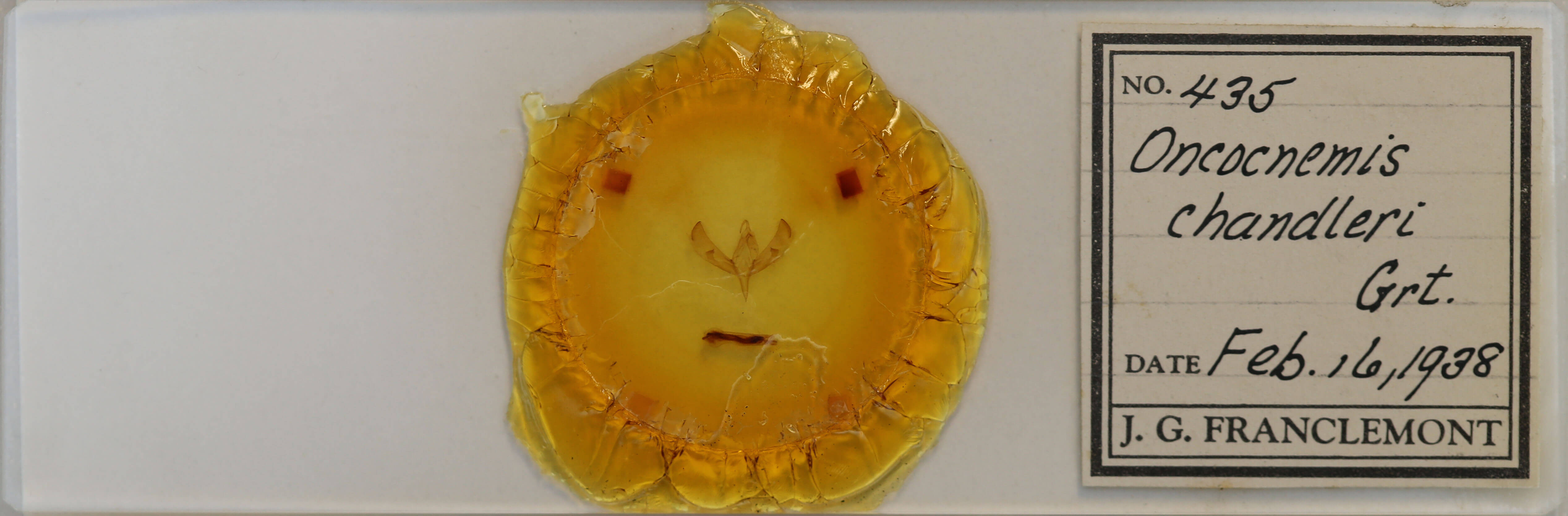 slide view of adult Sympistis poliochroa