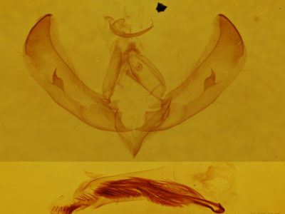 genitalia view of adult Sympistis chorda