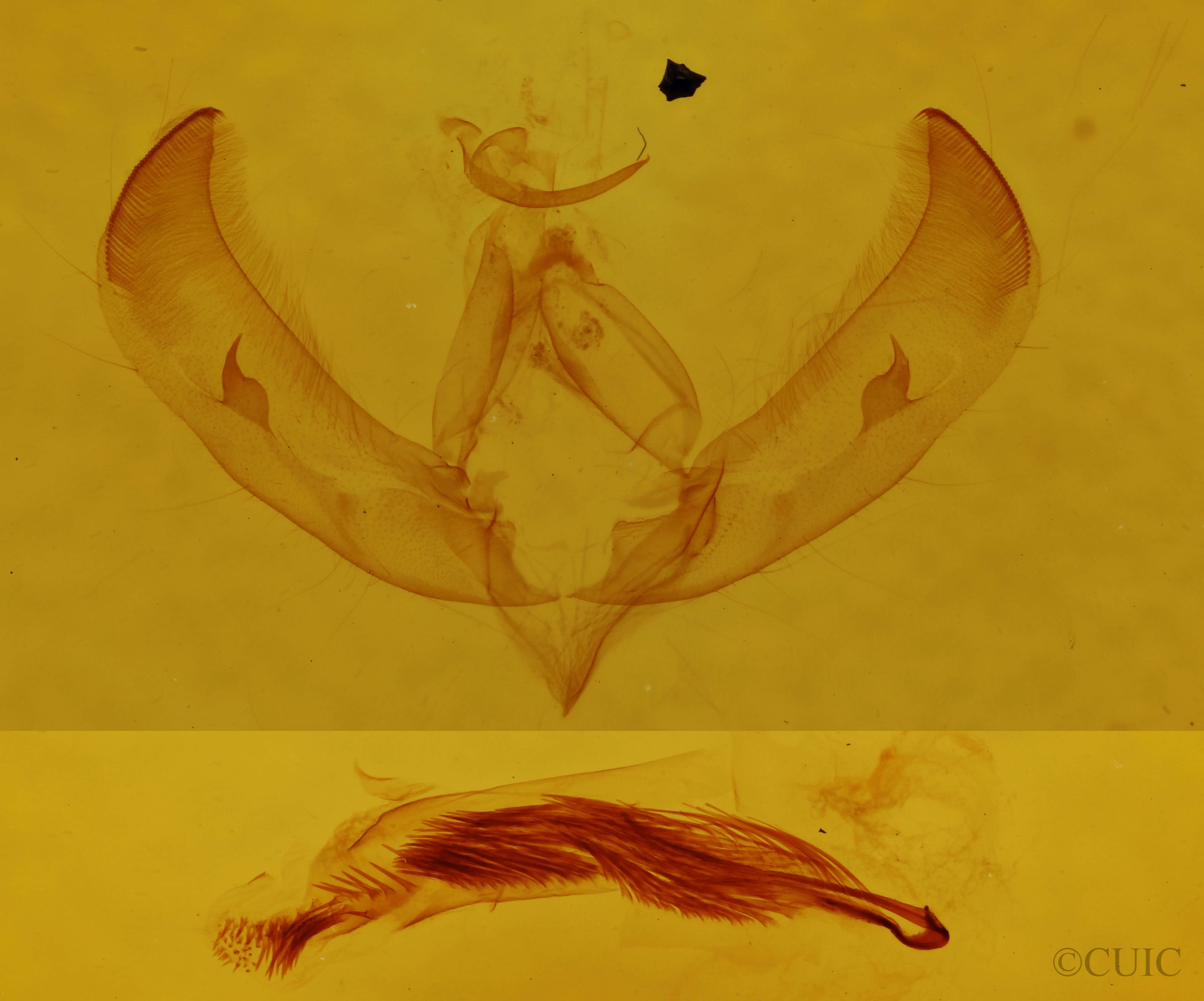 genitalia view of adult Sympistis chorda