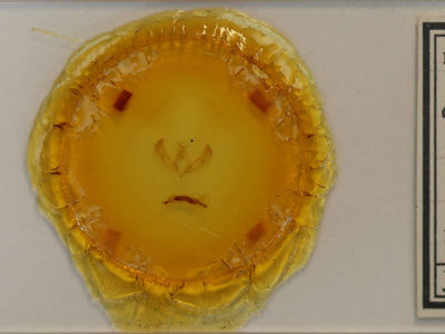 slide view of adult Sympistis chorda