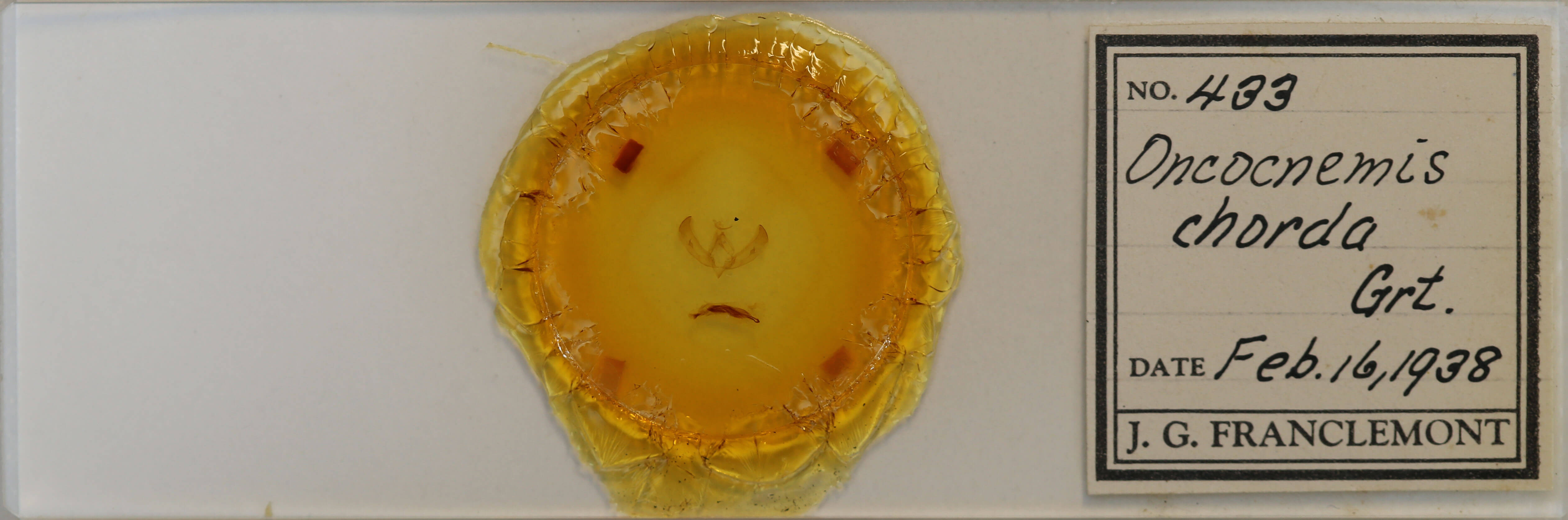 slide view of adult Sympistis chorda