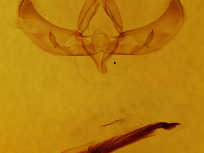 genitalia view of adult Sympistis cibalis