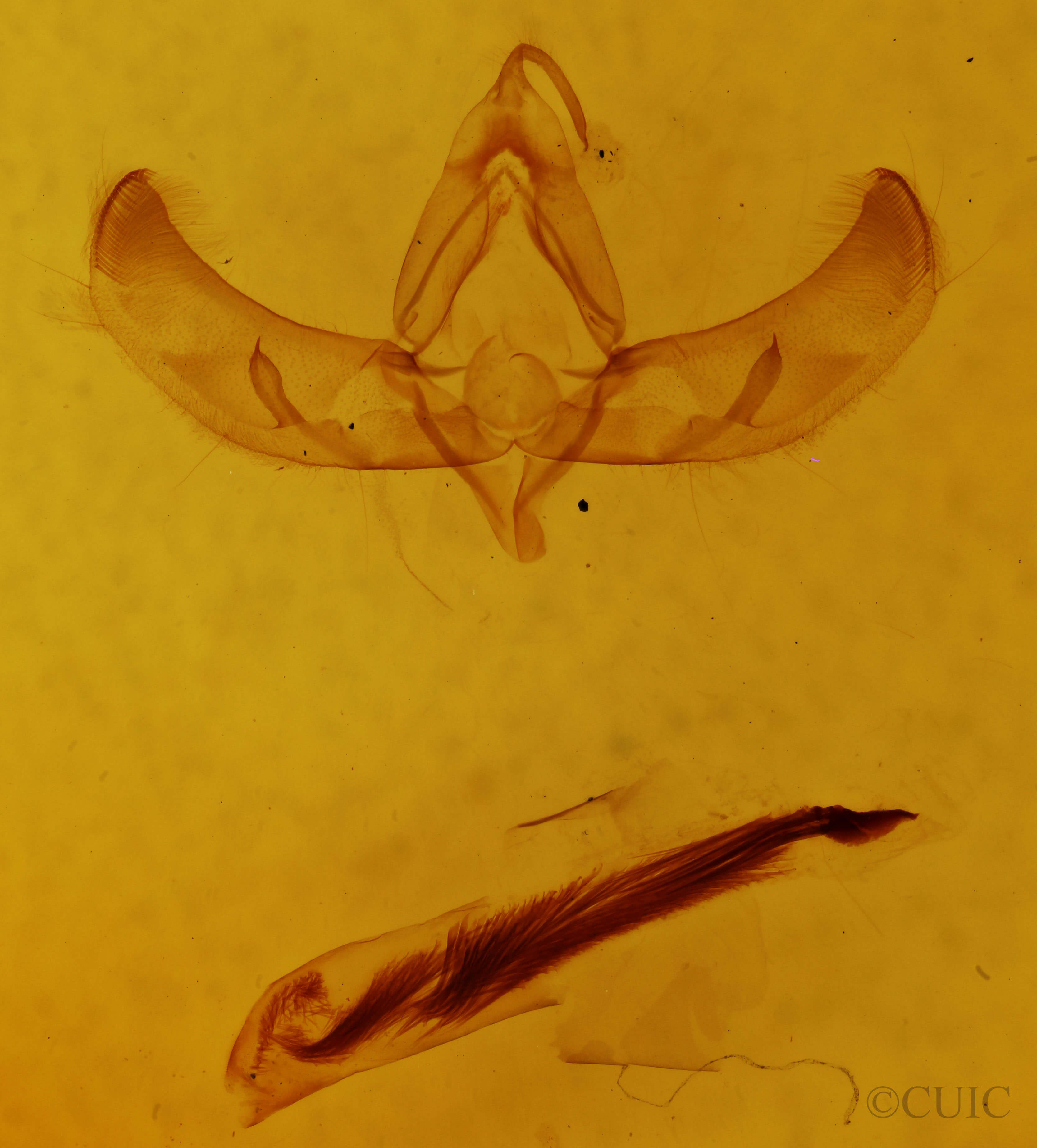 genitalia view of adult Sympistis cibalis