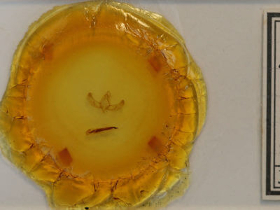 slide view of adult Sympistis cibalis