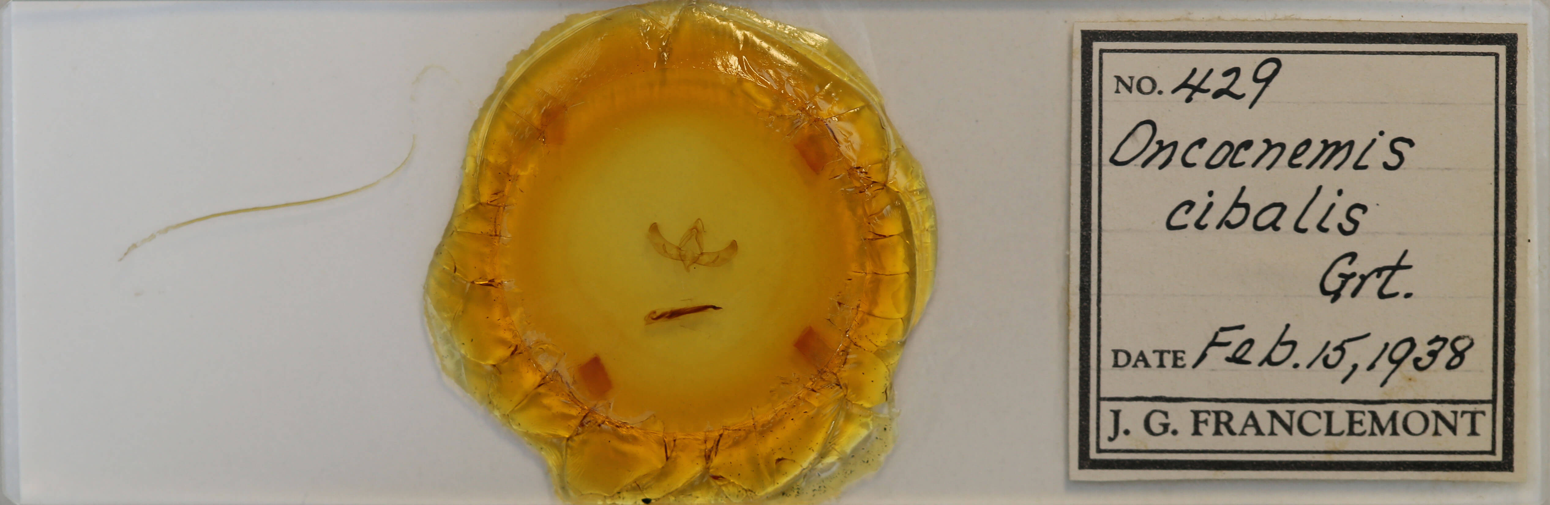 slide view of adult Sympistis cibalis