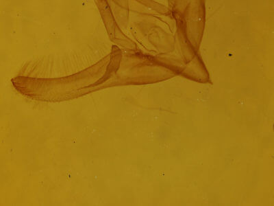 genitalia view of adult Sympistis ciliata