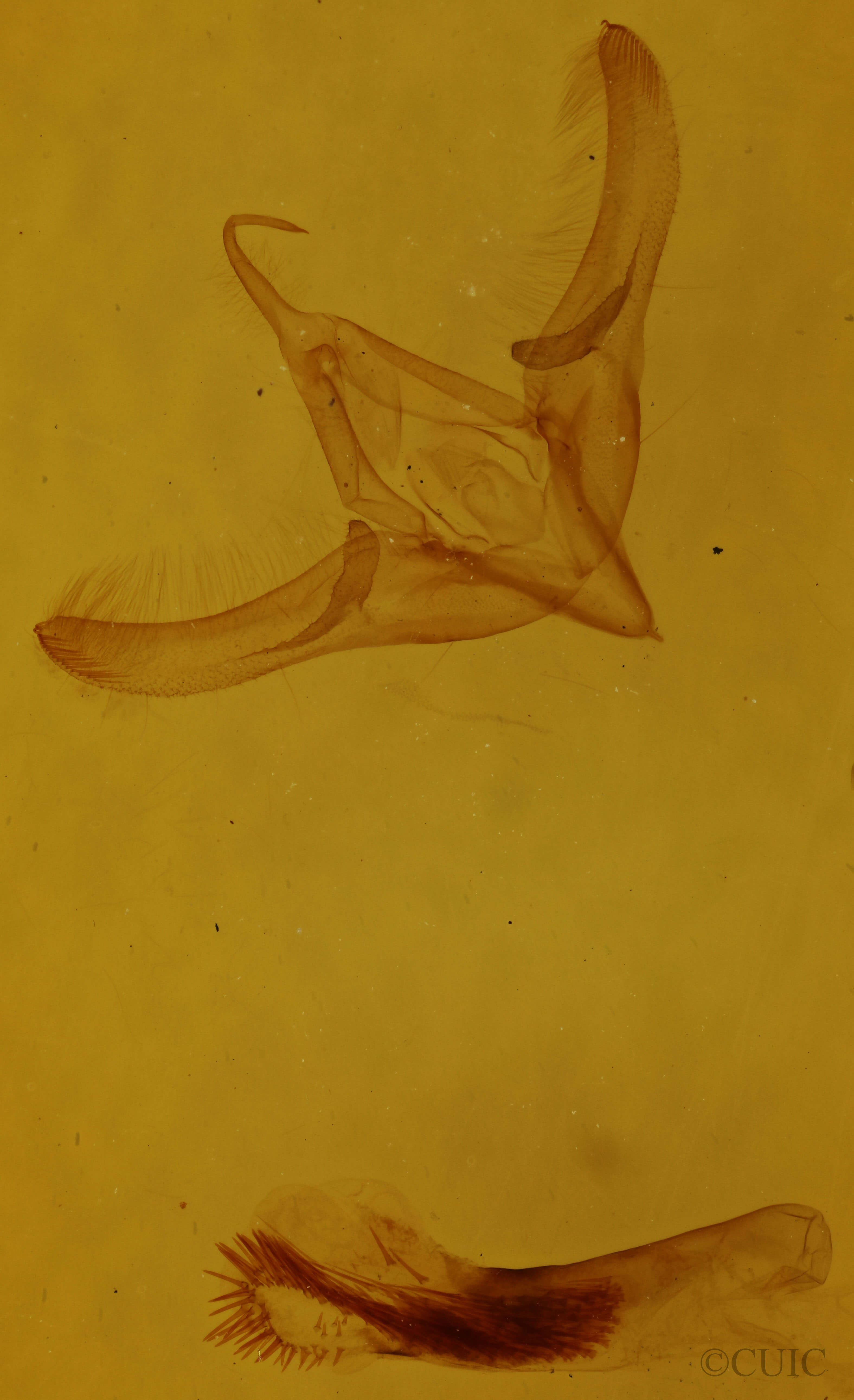 genitalia view of adult Sympistis ciliata