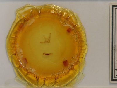 slide view of adult Sympistis ciliata