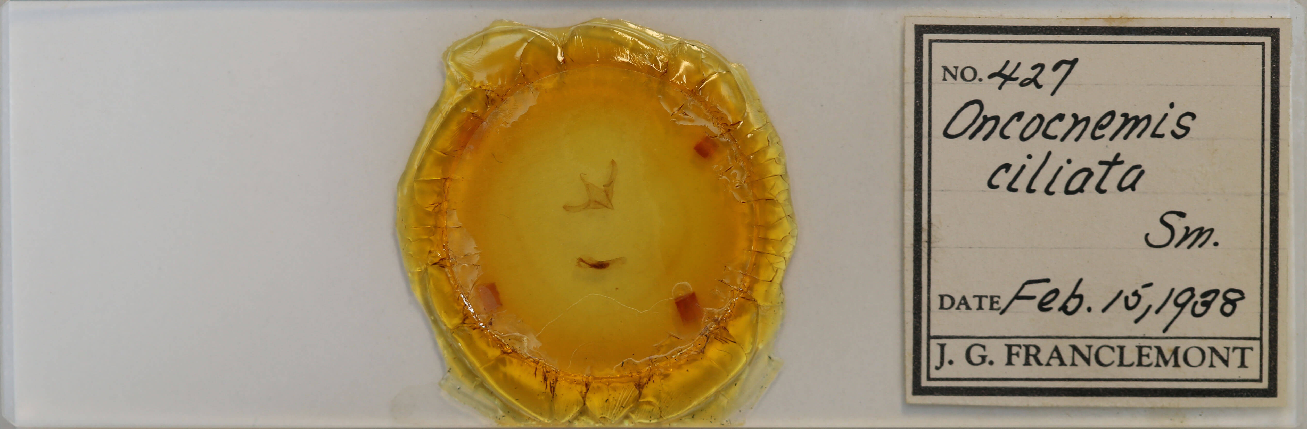 slide view of adult Sympistis ciliata