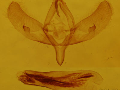 genitalia view of adult Sympistis corusca