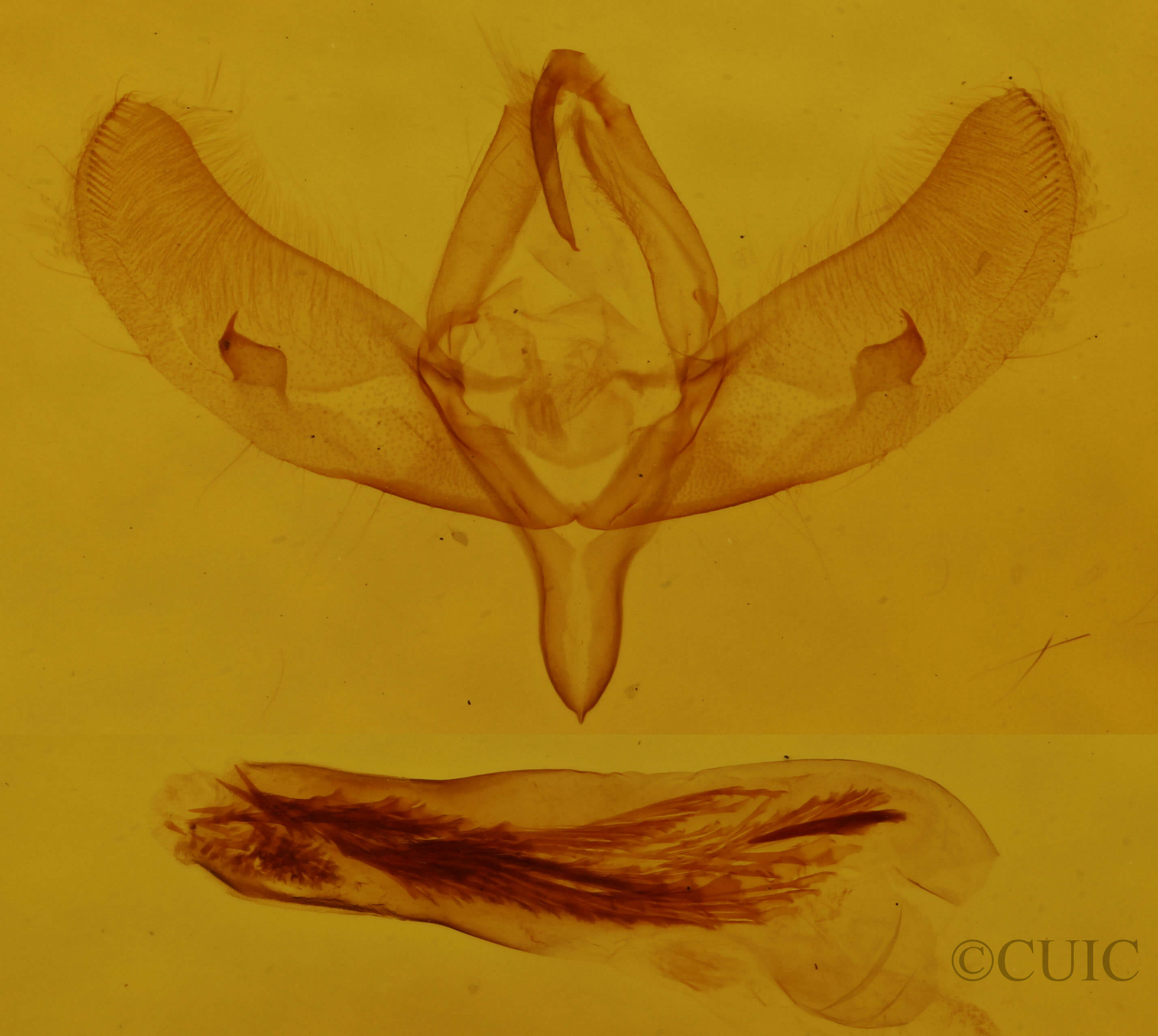 genitalia view of adult Sympistis corusca