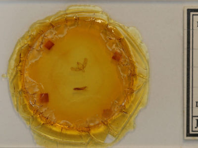 slide view of adult Sympistis corusca