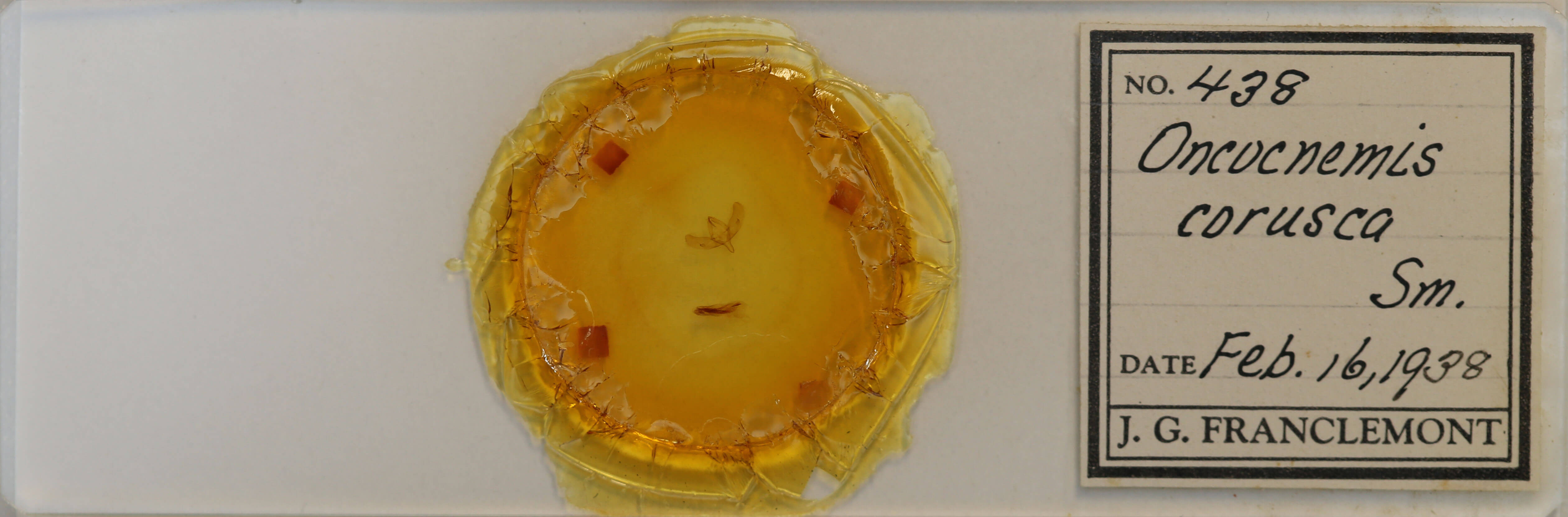 slide view of adult Sympistis corusca