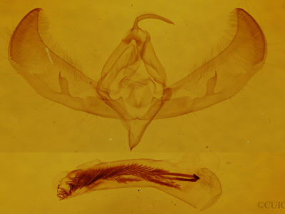 genitalia view of adult Sympistis deceptiva