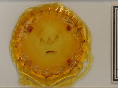 slide view of adult Sympistis deceptiva