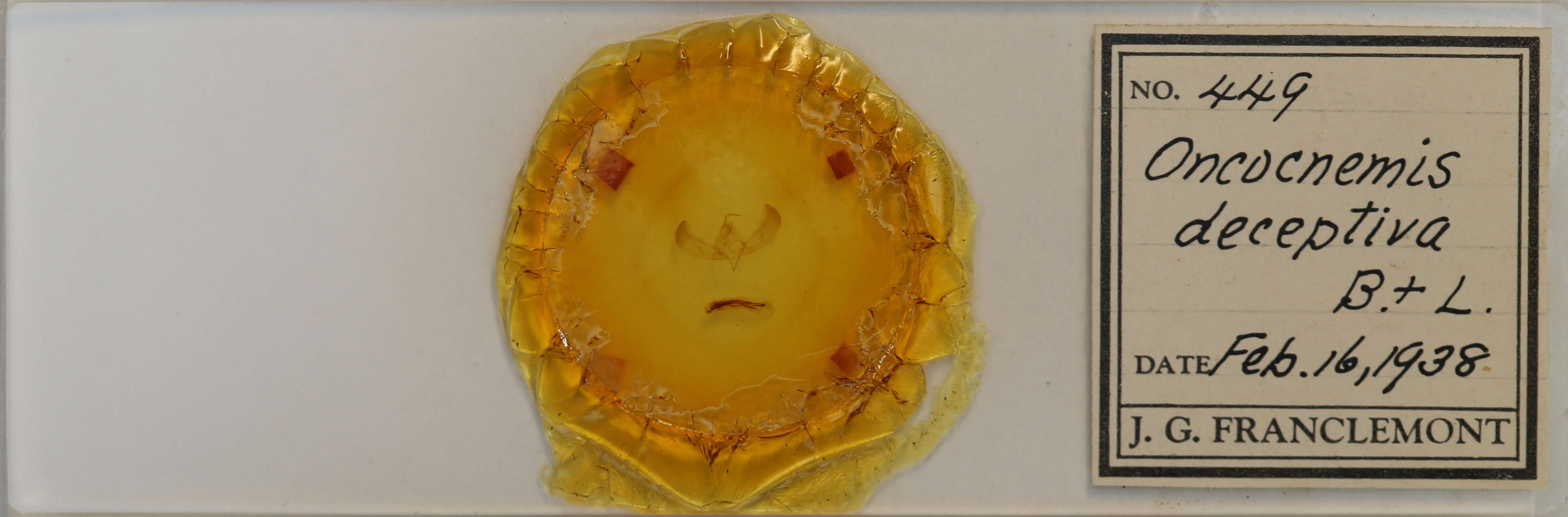 slide view of adult Sympistis deceptiva