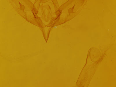 genitalia view of adult Sympistis figurata