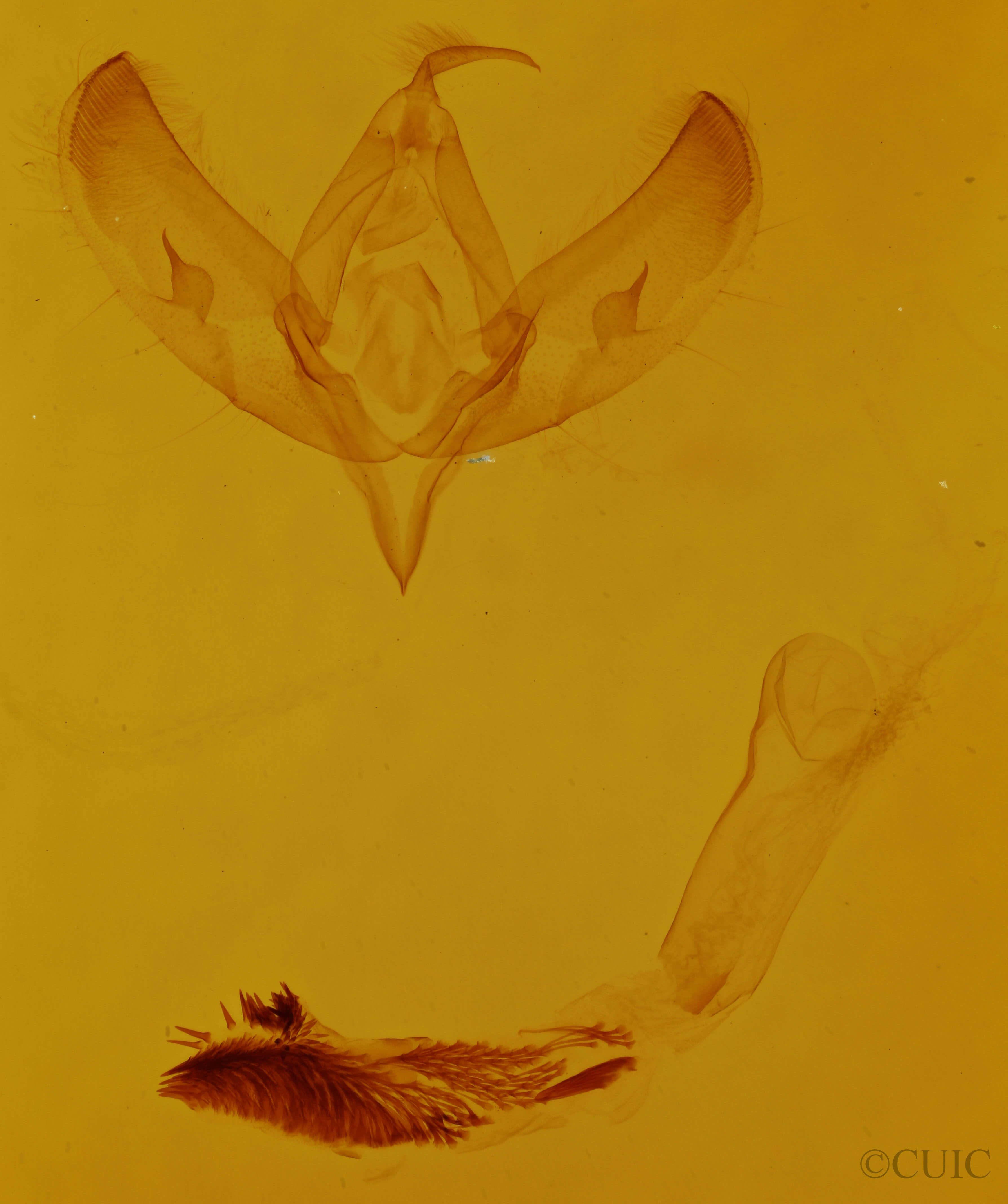 genitalia view of adult Sympistis figurata