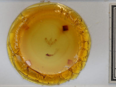 slide view of adult Sympistis figurata