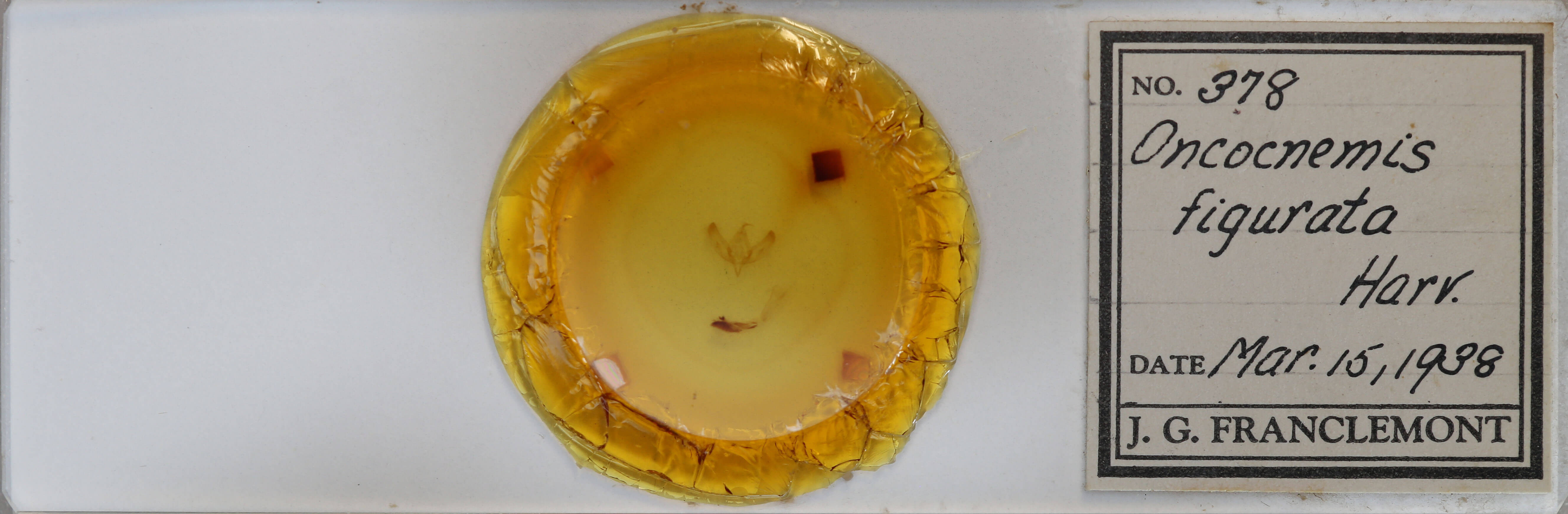 slide view of adult Sympistis figurata