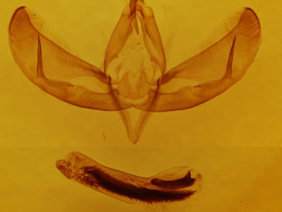 genitalia view of adult Sympistis glennyi