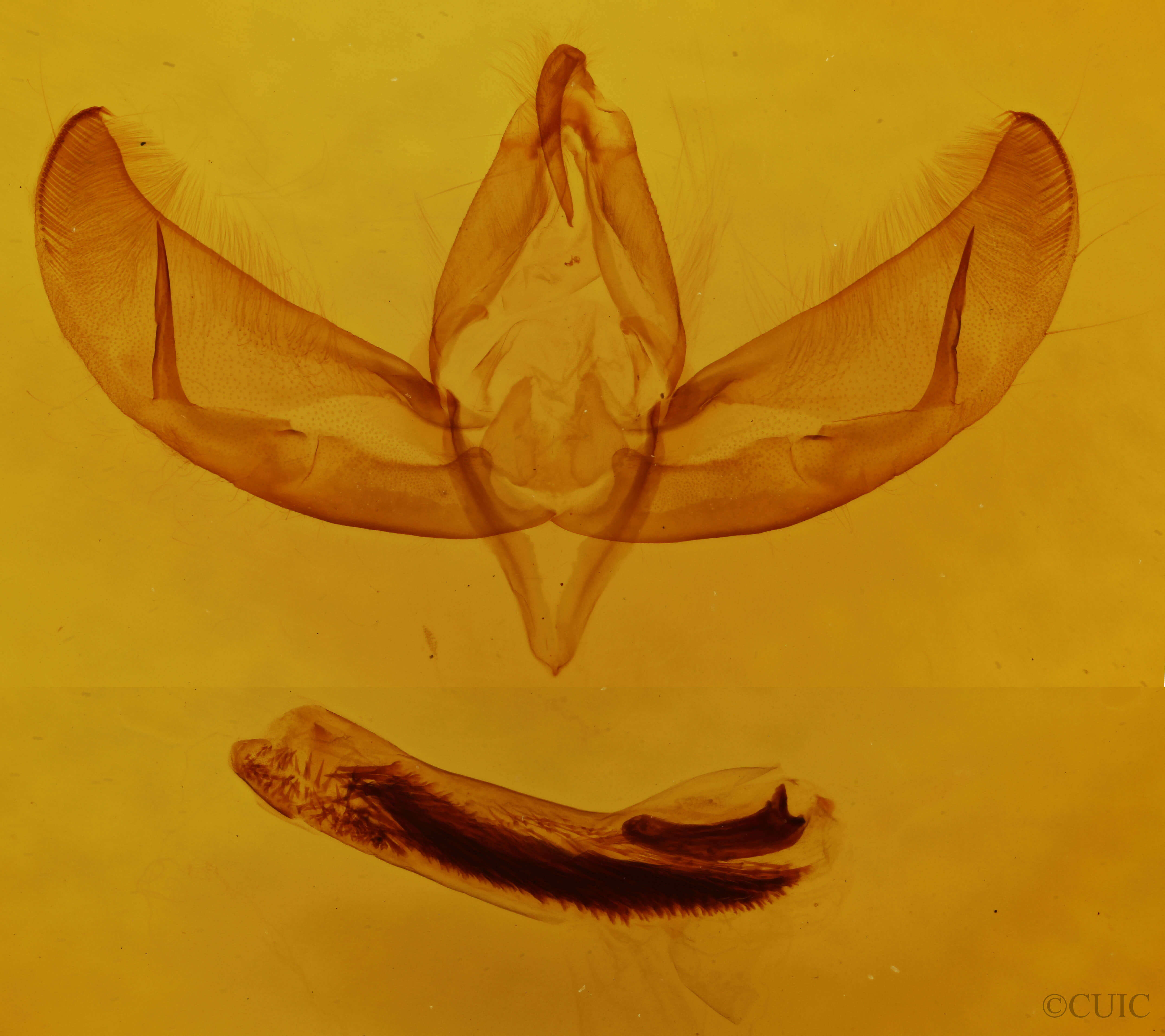 genitalia view of adult Sympistis glennyi