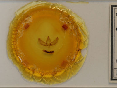 slide view of adult Sympistis glennyi