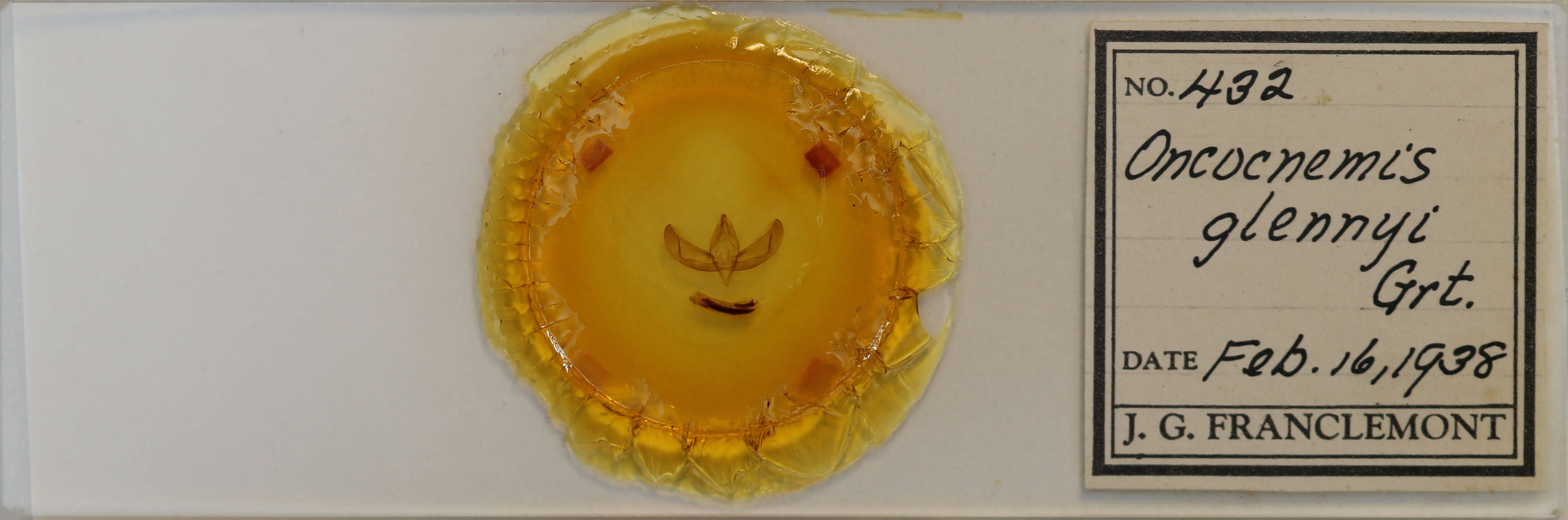 slide view of adult Sympistis glennyi