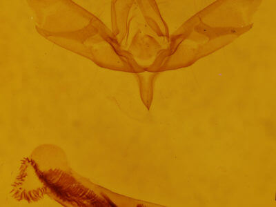 genitalia view of adult Sympistis griseicollis