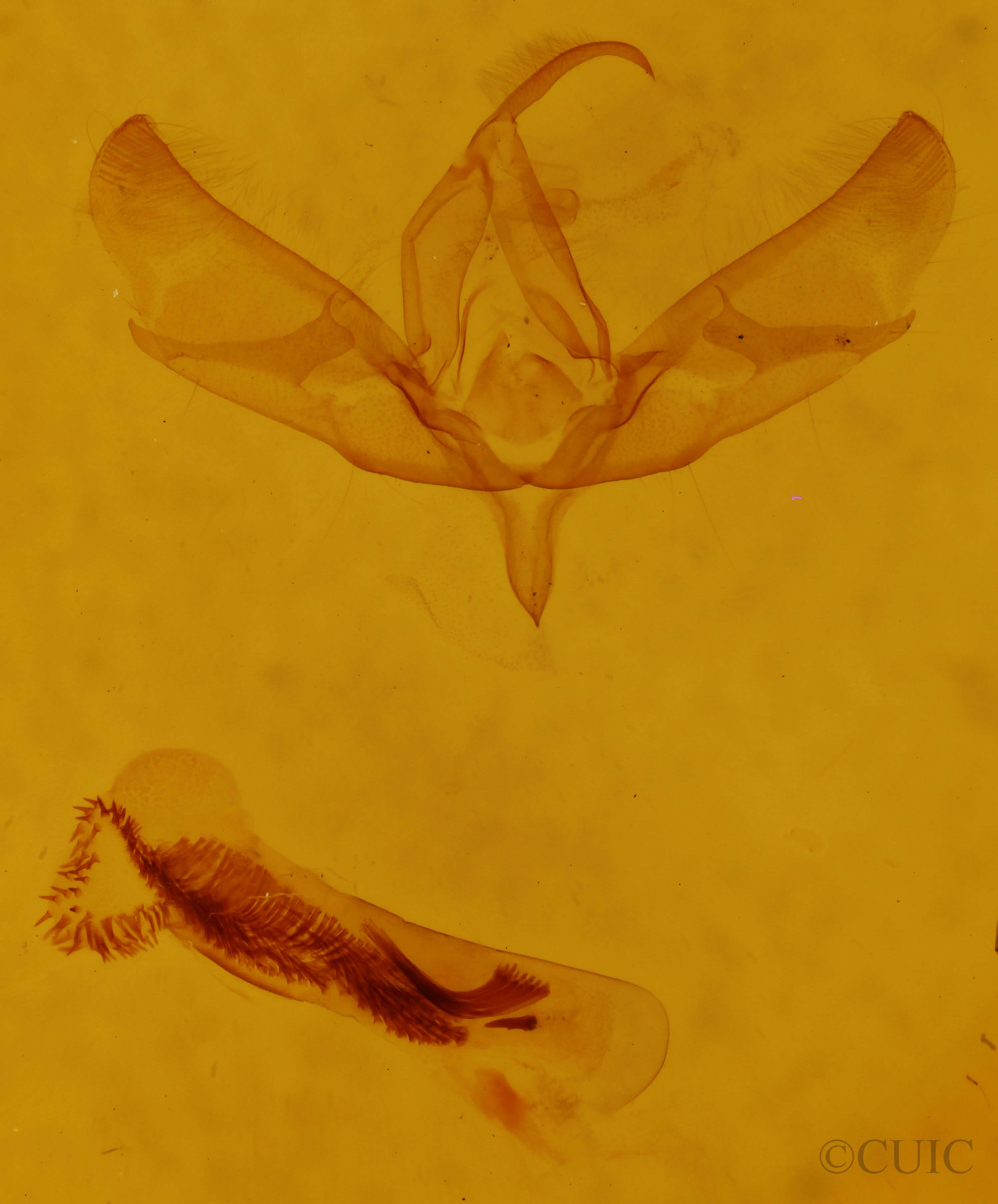 genitalia view of adult Sympistis griseicollis