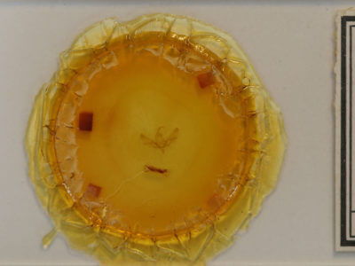 slide view of adult Sympistis griseicollis