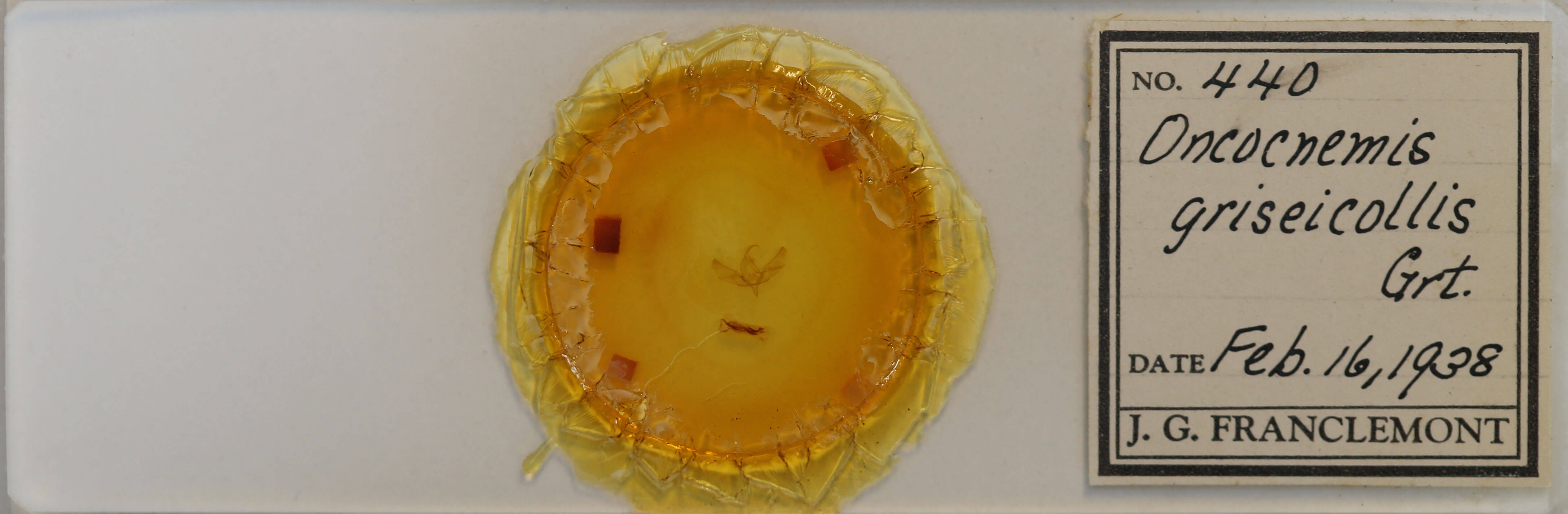 slide view of adult Sympistis griseicollis