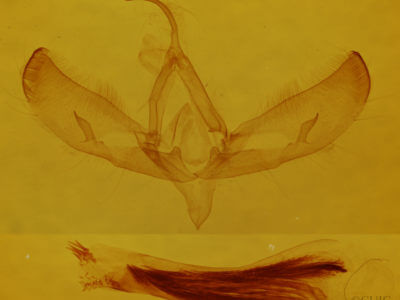 genitalia view of adult Sympistis homogena