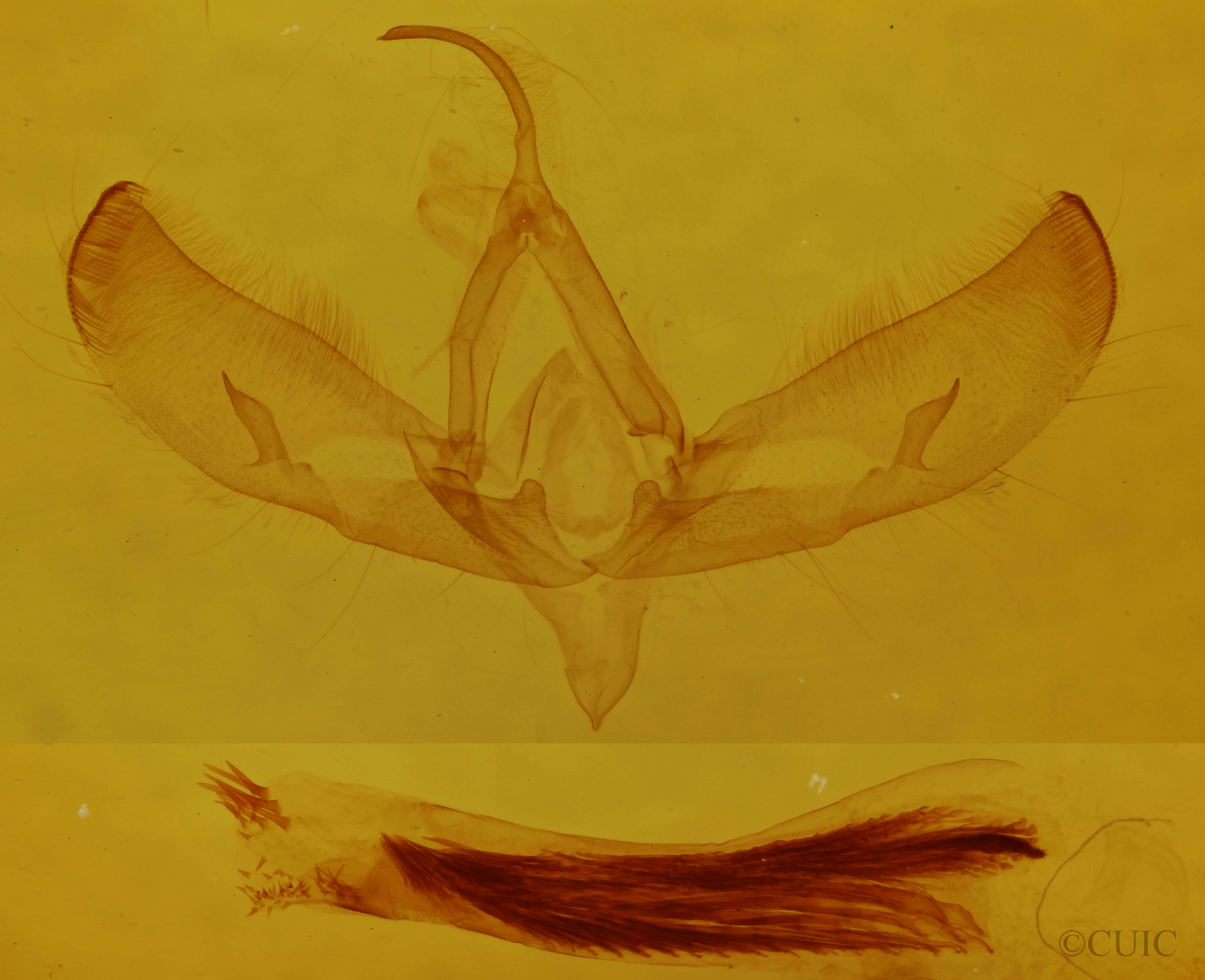 genitalia view of adult Sympistis homogena