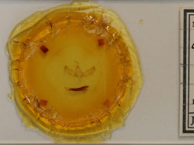 slide view of adult Sympistis homogena