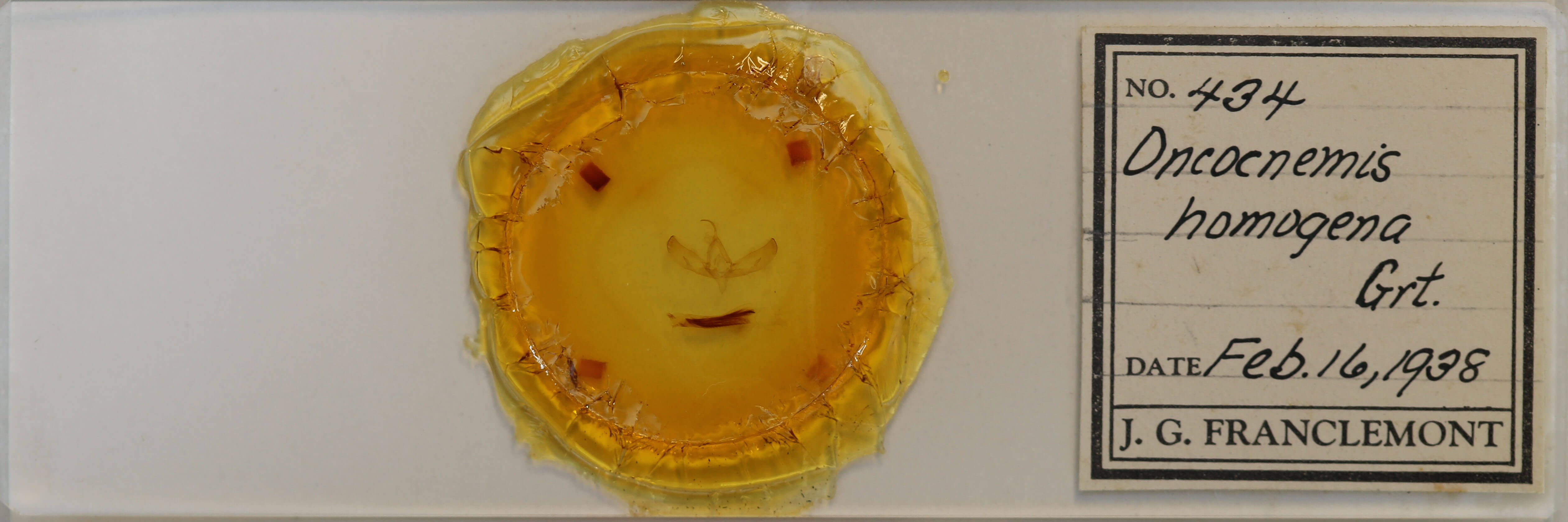 slide view of adult Sympistis homogena