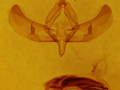 genitalia view of adult Sympistis iricolor