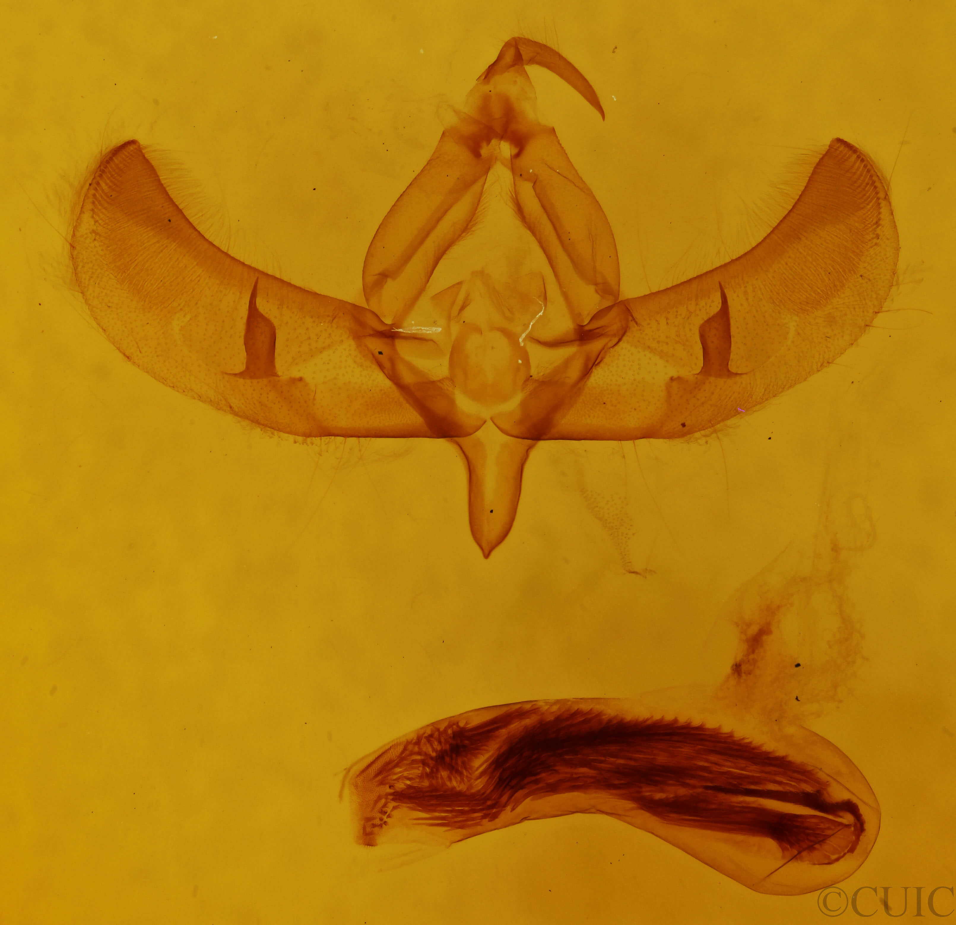 genitalia view of adult Sympistis iricolor