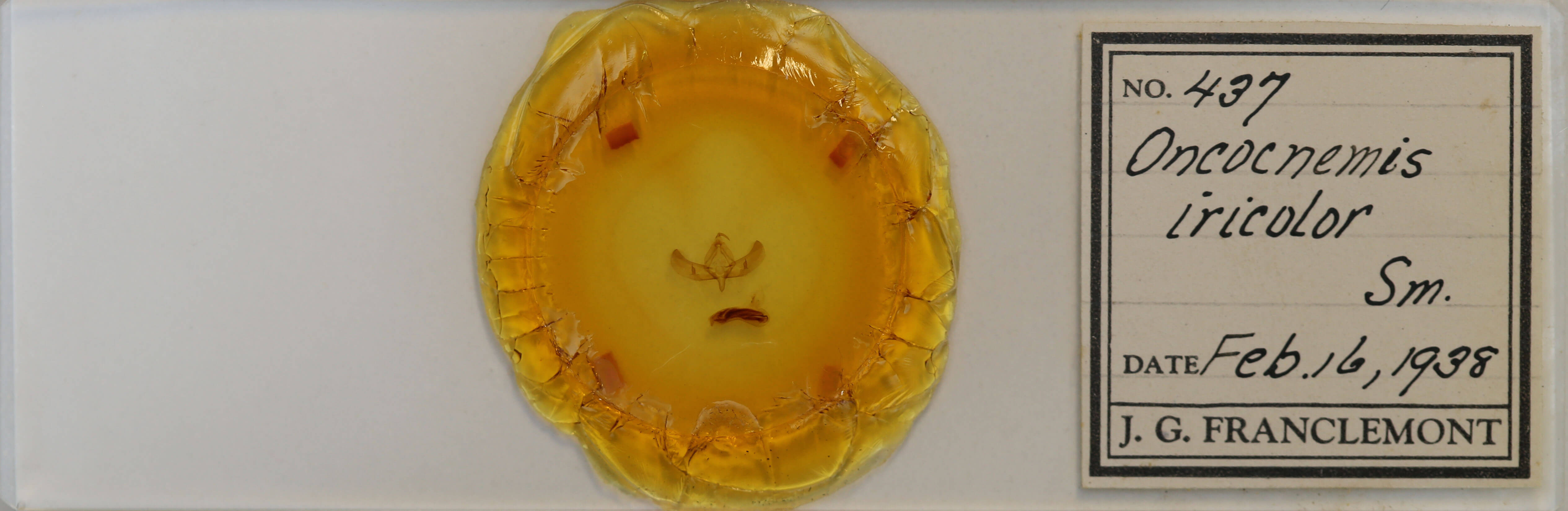 slide view of adult Sympistis iricolor