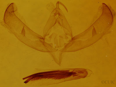 genitalia view of adult Sympistis lacticollis
