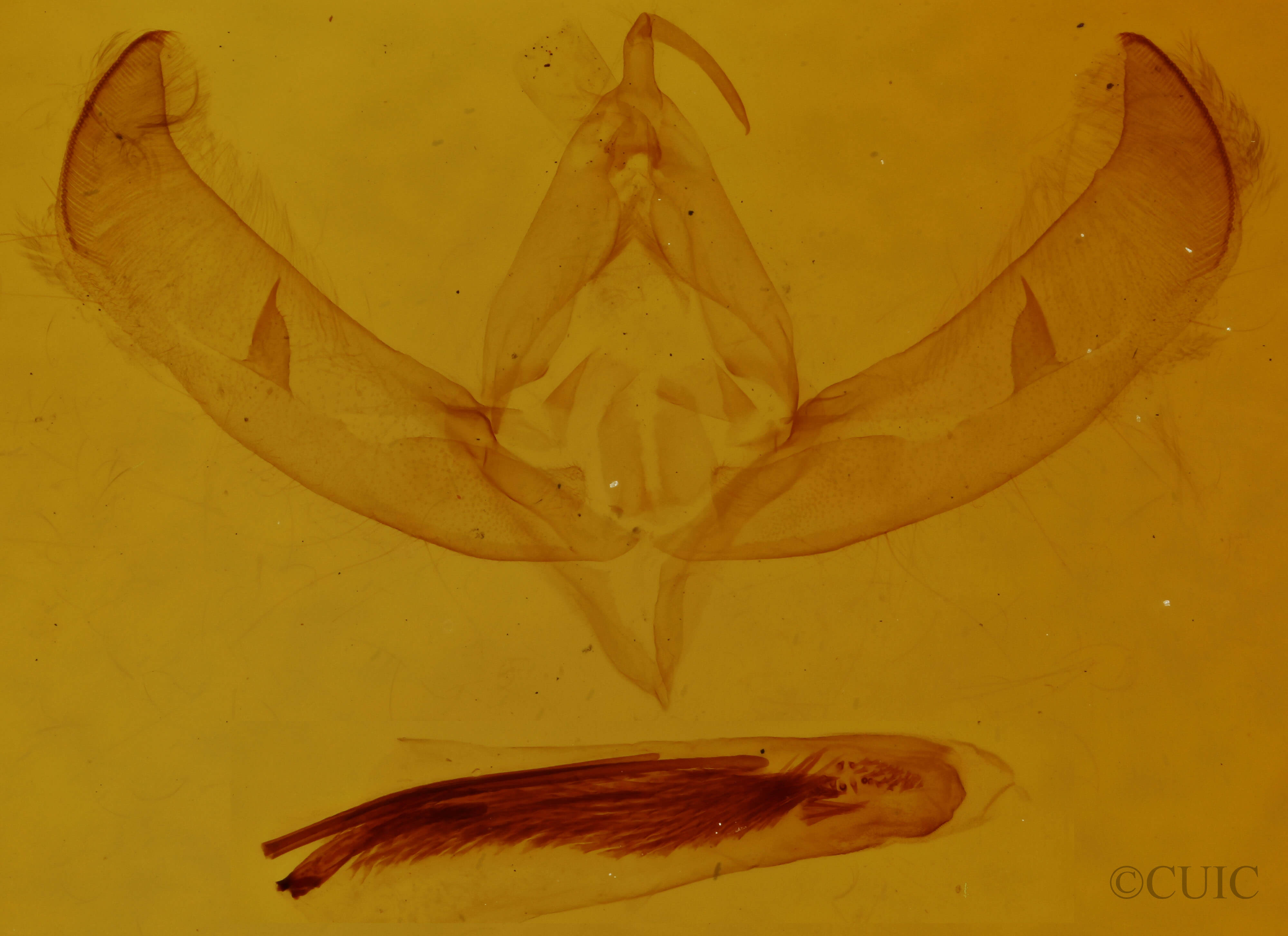 genitalia view of adult Sympistis lacticollis